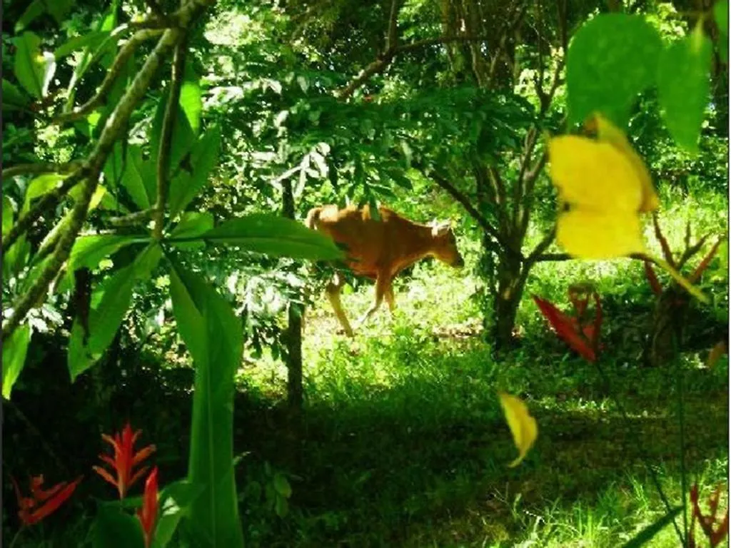 Udayana Kingfisher Eco Lodge Jimbaran  2*, Jimbaran (Bali) Indonesia